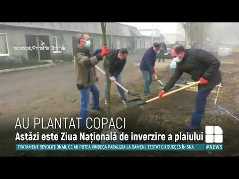 S-au mobilizat şi au sădit puieți de tei sau salcâm.