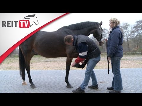 Horse Health | Tendon Damage - How It's Treated and How to Prevent It