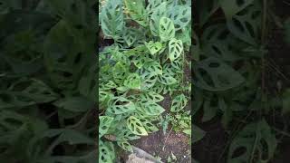 Download lagu Tanaman Hias Janda Bolong #shorts mp3 Download lagu Tanaman Hias Janda Bolong #shorts mp3