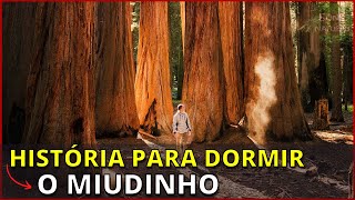 Msica Relaxante com Histria para Dormir   O Miudinho