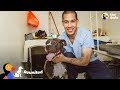 Dog Surprise Reunion With Prisoner Who Saved His Life The Dodo REUNITED
