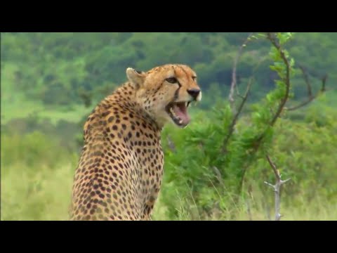 What sound does a cheetah make?