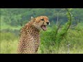 What Sound Does A Cheetah Make