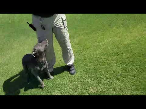 Lavender, an adopted Pit Bull Terrier Mix in Eagle, ID_image-1