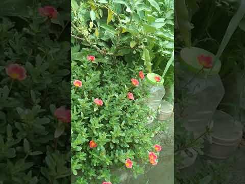 beautiful #flowers #likeandsubscribe #trernding #mossrose flower