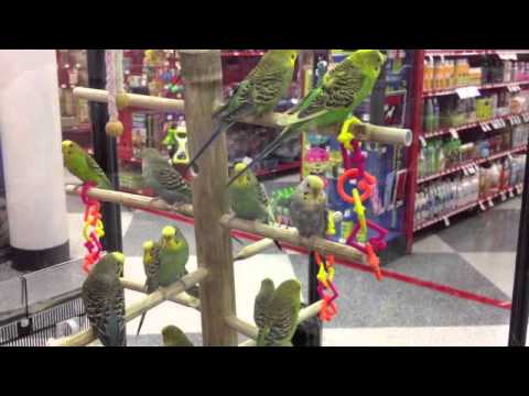 Miguelito Obtiene Swag