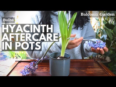 Aftercare For Hyacinths Grown In Pots! What To Do When Flowering Is Over 🌿 BG
