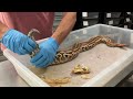 An Important And GRAPHIC Video About Snake Impaction