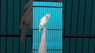 Download lagu KENARI GACOR CENGKOK UNIK mp3 Download lagu KENARI GACOR CENGKOK UNIK mp3