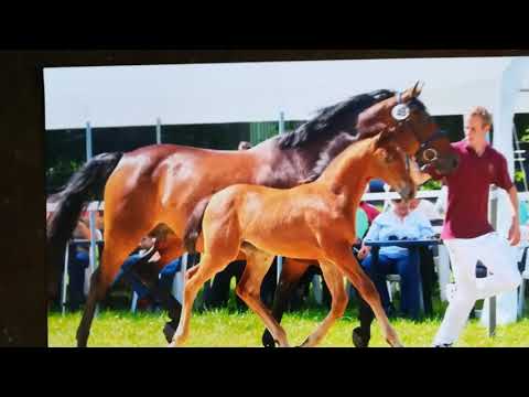 Don Martillo-Ampere Studtfohlen