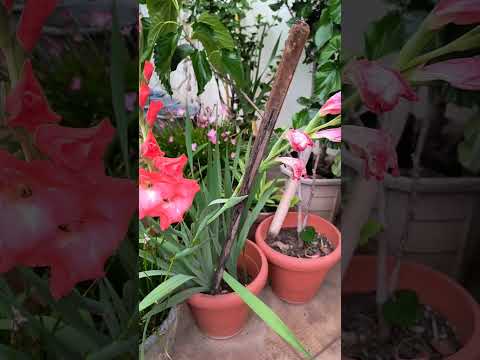 Gladiolus #terracegarde #gardenflowerplants #flowers