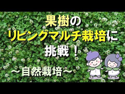 春になったら古いマルチを取り除いたほうがいいでしょうか？ 「はい」の場合、いつですか?  庭園