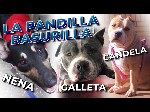 La pandilla Basurilla #2 🐕  Dos AMERICAN BULLY  y la ABUELITA de mi manada de 10 perros | ❤️