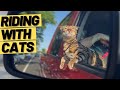 How To TRAIN A CAT To ENJOY CAR RIDES
