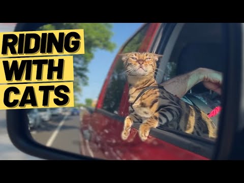 How to TRAIN a CAT to ENJOY CAR RIDES