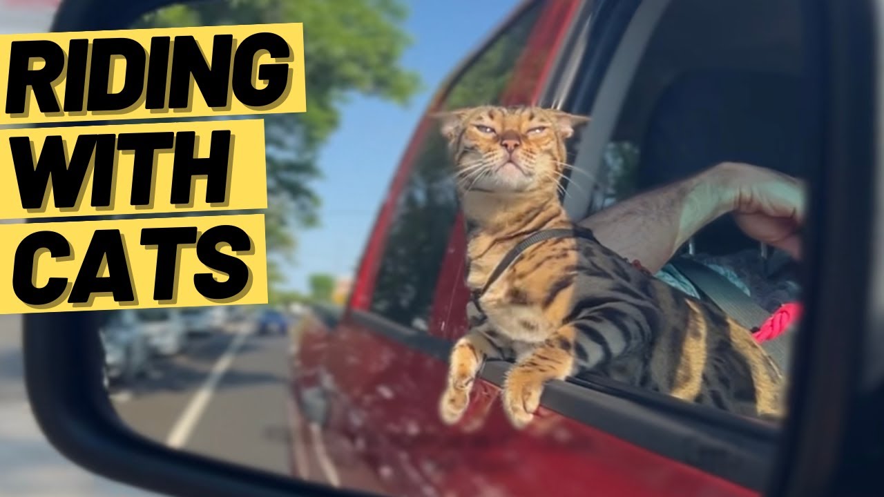 Watch video How to TRAIN a CAT to ENJOY CAR RIDES Now How to TRAIN a CAT to ENJOY CAR RIDES