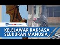 Viral Foto Kelelawar Raksasa Seukuran Manusia Sepanjang 1 7 Meter Bergelantungan Wajah Mirip Rubah