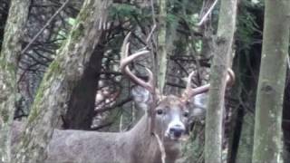 preview picture of video 'Pennsylvania Bear Season 2009   Huge 8 Point Buck'