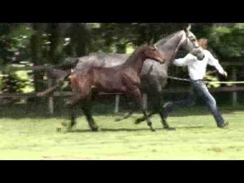 60. Clooney (Cormint x Cassini I)