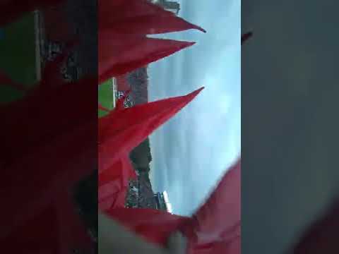 "estudiantes de la plata hinchada vs gimnasia" Barra: Los Leales • Club: Estudiantes de La Plata