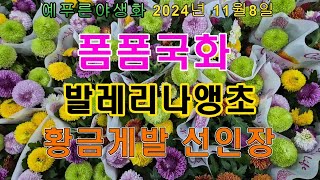 24년11 8) 폼폼국화 발레리나앵초 황금게발선인장