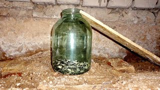 Лучшие приманки для мышеловки