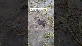 Download lagu Burung mandar batu - opel opelan mp3 Download lagu Burung mandar batu - opel opelan mp3