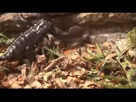 The Scorpion National geographic full documentary HD 2022