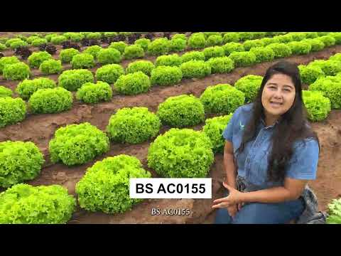 Alface Crespa AC0155 Blueseeds