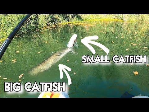 Il se fait MANGER par son Grand-père #silure