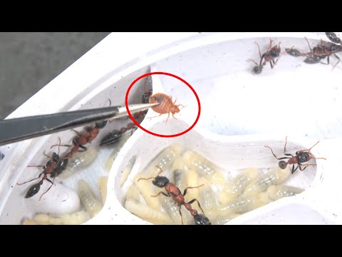 テトラポネラ サルベルギイ