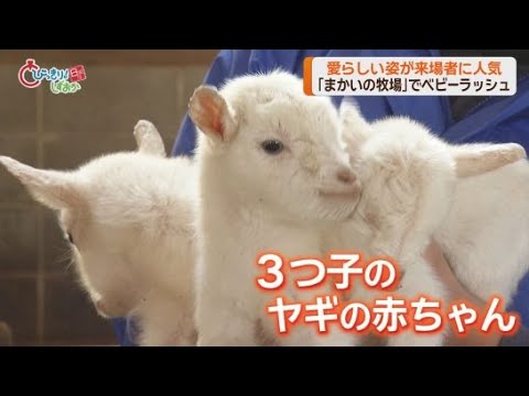 YouTube Video 「ちっちゃくて可愛い」…まかいの牧場に3つ子のヤギの赤ちゃん　名付け親になる「めぇ～めぇ～権」も販売予定　静岡・富士宮市