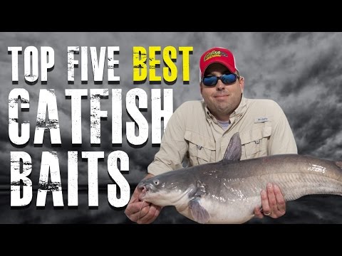 Top 5 Best Catfish Baits Made Simple - Blue, Channel, Flathead Catfish
