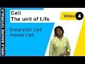 Cell The Unit Of Life NEET Eukaryotic Cell Animal Cell Neela Bakore Tutorials