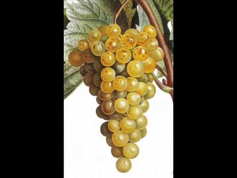 Dajjal , su ojo que flota !!!