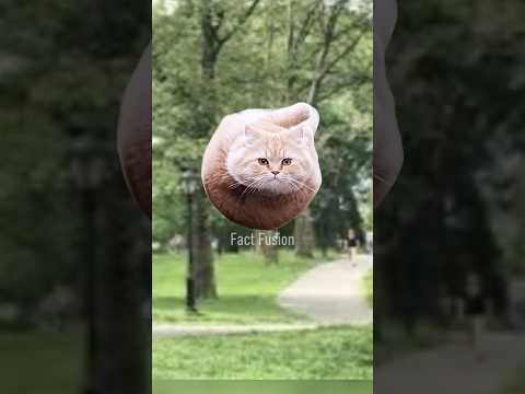 Почему кошка всегда падает на лапы?