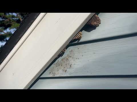 Couple of Yellow Jacket Nests Found Under the Fascia in Beachwood, NJ