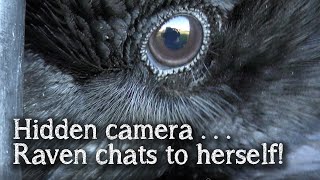 Fable the Raven | Hidden Camera | Raven talking and singing to herself