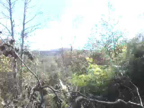 Nekontrolisana sječa šuma