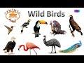 wild Birds | Birds Name | Wild Birds Name in English   #birds #kidsvideo #english #vocabulary