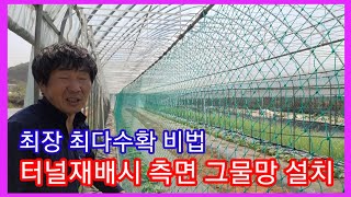 비닐하우스 터널재배 측면 그물망 설치~참외,수박,오이,호박등 덩굴식물  최적화~솔림농원 비닐하우스 텃밭,주말…