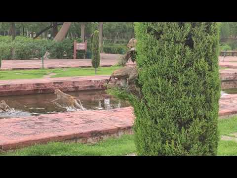 Monkeys having bath in Tajmahal #Tajmahal#Tajmahaltour#Indiatajmahal#tajmahalmyths