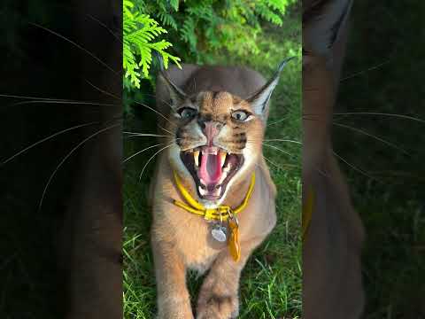 Lince Ibérico #animais #gato #lince
