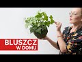 dlaczego bluszcz gubi liście 🌱 jak dbać podlewać hederę