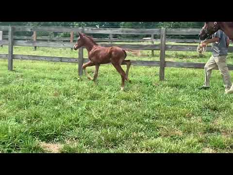 Filly by Floriscount from Alabaster mare (Ay Split) 6/29/22