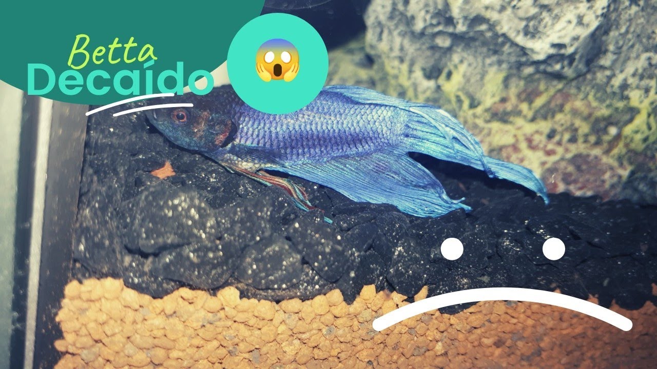 ??Cómo recuperar un pez Betta decaído ??