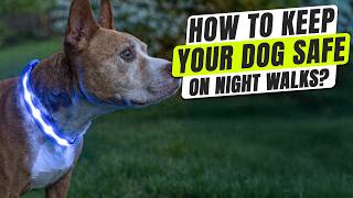 How Can You Keep Your Dog Safe on Night Walks