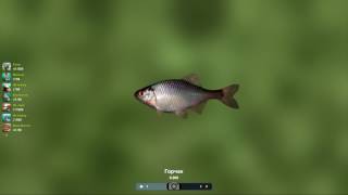 Trophy fishing 2 как поймать горчака