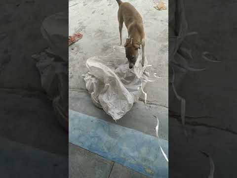 Tom and shobhit #friendship।#shorts