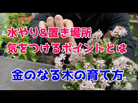 金のなる木を盆栽として育てる: これが仕組みです 植物